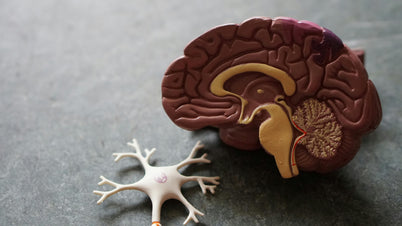 A detailed model showcasing a human brain alongside a neuron, illustrating the connection between neural structures.